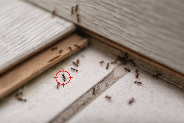 Best Flea Control Services  in Greenacres, FL